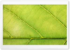 Half Green Leaf Ultra HD Wallpaper for 4K UHD Widescreen desktop, tablet & smartphone
