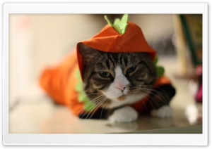 Halloween Funny Cat Ultra HD Wallpaper for 4K UHD Widescreen desktop, tablet & smartphone