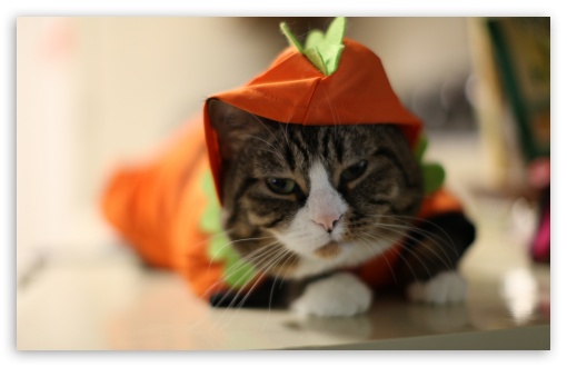 Halloween Funny Cat UltraHD Wallpaper for Wide 16:10 5:3 Widescreen WHXGA WQXGA WUXGA WXGA WGA ; 8K UHD TV 16:9 Ultra High Definition 2160p 1440p 1080p 900p 720p ; Standard 4:3 5:4 3:2 Fullscreen UXGA XGA SVGA QSXGA SXGA DVGA HVGA HQVGA ( Apple PowerBook G4 iPhone 4 3G 3GS iPod Touch ) ; Tablet 1:1 ; iPad 1/2/Mini ; Mobile 4:3 5:3 3:2 16:9 5:4 - UXGA XGA SVGA WGA DVGA HVGA HQVGA ( Apple PowerBook G4 iPhone 4 3G 3GS iPod Touch ) 2160p 1440p 1080p 900p 720p QSXGA SXGA ;