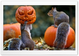 Halloween Squirrels Ultra HD Wallpaper for 4K UHD Widescreen desktop, tablet & smartphone