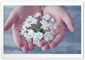 Hands Holding Spring Flowers Ultra HD Wallpaper for 4K UHD Widescreen desktop, tablet & smartphone