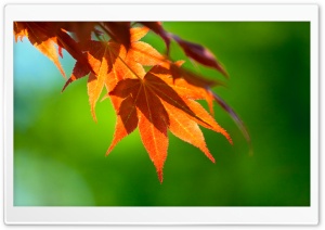 Hanging Leaves Ultra HD Wallpaper for 4K UHD Widescreen desktop, tablet & smartphone