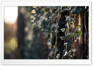 Hanging Plant Ultra HD Wallpaper for 4K UHD Widescreen desktop, tablet & smartphone