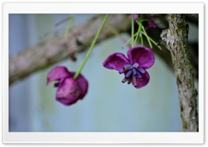 Hanging Purple Flower Ultra HD Wallpaper for 4K UHD Widescreen desktop, tablet & smartphone