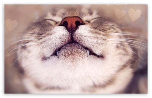 Happy Cat UltraHD Wallpaper for HD 16:9 ; Widescreen 16:10 5:3 ;