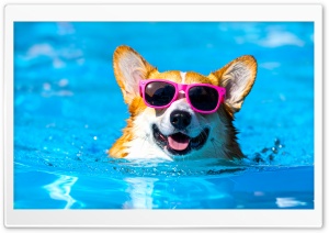 Happy, Corgi, Dog, Sunglasses, Swimming Pool 4K UHD Wallpaper for Widescreen and UltraWide Desktop, UltraHD TV, Smartphone, Tablet