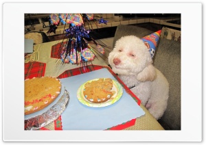 Happy dog 4K UHD Wallpaper for Widescreen and UltraWide Desktop, UltraHD TV, Smartphone, Tablet