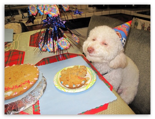 Happy dog 4K UHD Background Wallpaper for UltraHD Desktop and TV