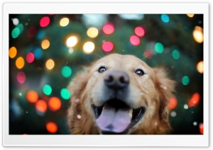 Happy Dog Ultra HD Wallpaper for 4K UHD Widescreen desktop, tablet & smartphone