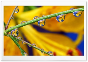 Happy Easter Lilly Drops Ultra HD Wallpaper for 4K UHD Widescreen desktop, tablet & smartphone