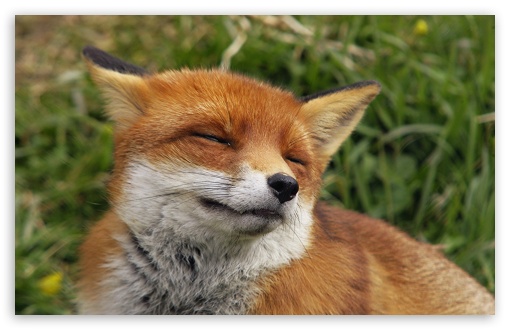 Happy Fox UltraHD Wallpaper for HD 16:9 ; Widescreen 16:10 5:3 ; Fullscreen 4:3 5:4 3:2 ; Tablet 1:1 ;