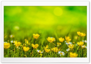 Happy Spring Ultra HD Wallpaper for 4K UHD Widescreen desktop, tablet & smartphone