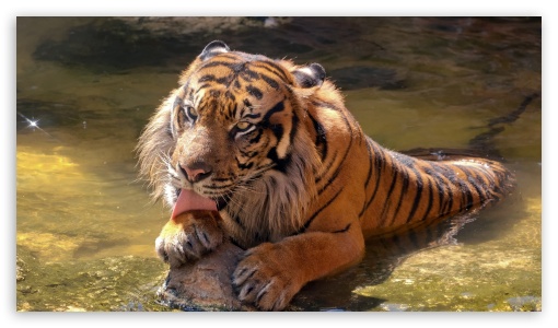 Happy Sumatran Tiger UltraHD Wallpaper for HD 16:9 ;