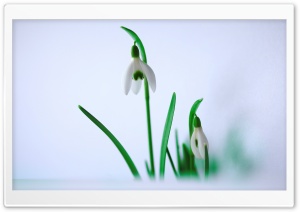 Harbingers of Spring Ultra HD Wallpaper for 4K UHD Widescreen desktop, tablet & smartphone