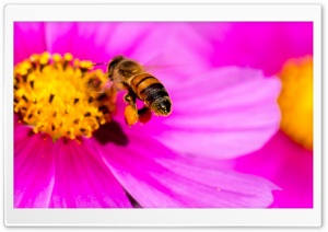 Hard-working Bee Ultra HD Wallpaper for 4K UHD Widescreen desktop, tablet & smartphone