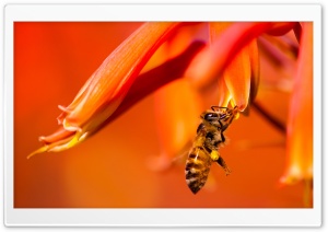 Hard-working HoneyBee Ultra HD Wallpaper for 4K UHD Widescreen desktop, tablet & smartphone