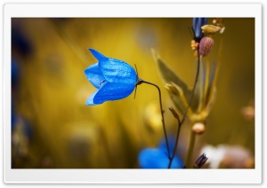 Harebell Flower Ultra HD Wallpaper for 4K UHD Widescreen desktop, tablet & smartphone
