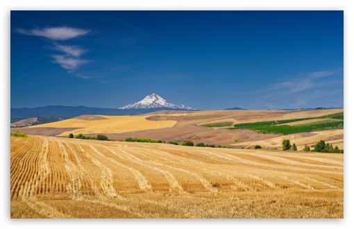 Harvested Wheatfield with Mount Hood UltraHD Wallpaper for UHD 16:9 ; HD 16:9 ; UltraWide 21:9 24:10 32:9 32:10 ; Widescreen 16:10 ; Tablet 1:1 ; Mobile 9:16 9:19.5 9:20 9:21 9:22 ; Dual 16:10 16:9 ;