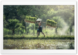 Harvesting Rice By Hand Ultra HD Wallpaper for 4K UHD Widescreen desktop, tablet & smartphone