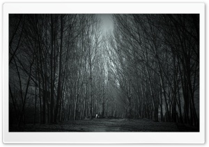 Haunted Forest Ultra HD Wallpaper for 4K UHD Widescreen desktop, tablet & smartphone