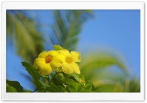 Hawaiian Flowers Ultra HD Wallpaper for 4K UHD Widescreen desktop, tablet & smartphone