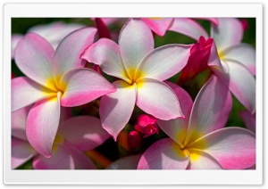 Hawaiian Plumeria Ultra HD Wallpaper for 4K UHD Widescreen desktop, tablet & smartphone