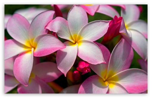 Hawaiian Plumeria Ultra HD Desktop Background Wallpaper for 4K UHD TV ...