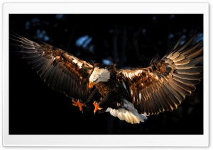 Hawk Ultra HD Wallpaper for 4K UHD Widescreen desktop, tablet & smartphone