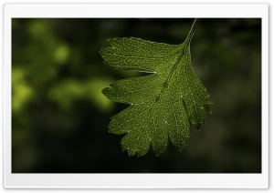 Hawthorns Leaf Ultra HD Wallpaper for 4K UHD Widescreen desktop, tablet & smartphone