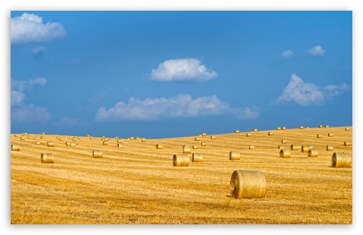 Hayfield Round Bales, Agriculture UltraHD Wallpaper for UHD 16:9 ; HD 16:9 ; UltraWide 21:9 24:10 32:9 32:10 ; Widescreen 16:10 ; Tablet 1:1 ; Mobile 9:16 9:19.5 9:20 9:21 9:22 ; Dual 16:10 16:9 ;