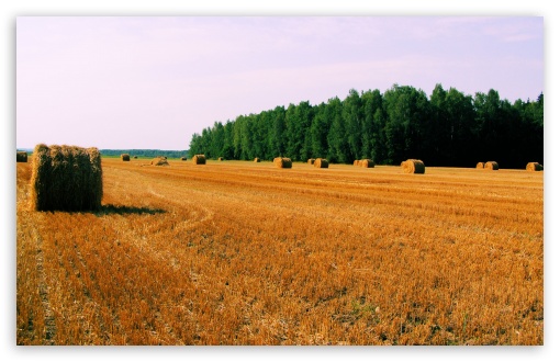 Haystack On Field UltraHD Wallpaper for 8K UHD TV 16:9 Ultra High Definition 2160p 1440p 1080p 900p 720p ; UltraWide 32:10 ; Widescreen 16:10 5:3 WHXGA WQXGA WUXGA WXGA WGA ; Fullscreen 4:3 5:4 3:2 UXGA XGA SVGA QSXGA SXGA DVGA HVGA HQVGA ( Apple PowerBook G4 iPhone 4 3G 3GS iPod Touch ) ; Tablet 1:1 ; Mobile 3:5 3:4 - ; Dual 16:10 5:3 16:9 4:3 5:4 WHXGA WQXGA WUXGA WXGA WGA 2160p 1440p 1080p 900p 720p UXGA XGA SVGA QSXGA SXGA ;