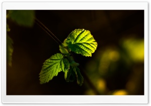 Hazelnut Tree Branch Sunlight Ultra HD Wallpaper for 4K UHD Widescreen desktop, tablet & smartphone