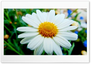 HD Flower 4K UHD Wallpaper for Widescreen and UltraWide Desktop, UltraHD TV, Smartphone, Tablet