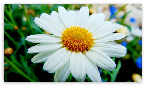 HD Flower UltraHD Wallpaper for UHD 16:9 ; HD 16:9 ;