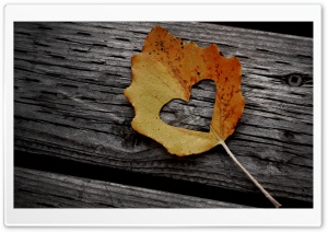 Heart Leaf Autumn Ultra HD Wallpaper for 4K UHD Widescreen desktop, tablet & smartphone