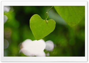 Heart Shaped Leaf Ultra HD Wallpaper for 4K UHD Widescreen desktop, tablet & smartphone