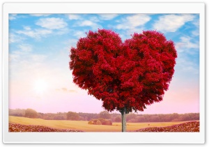 Heart-shaped Tree 4K UHD Wallpaper for Widescreen and UltraWide Desktop, UltraHD TV, Smartphone, Tablet