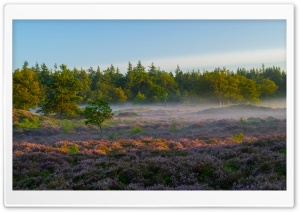 Heather, Flowering Plant, Mist, Nature, Trees, Shrubs, Landscape 4K UHD Wallpaper for Widescreen and UltraWide Desktop, UltraHD TV, Smartphone, Tablet