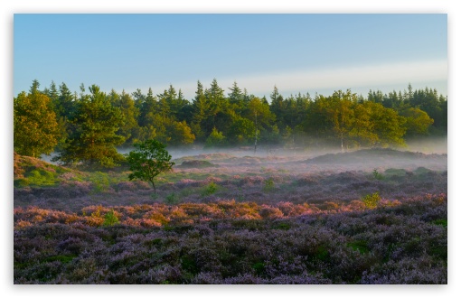 Heather, Flowering Plant, Mist, Nature, Trees, Shrubs, Landscape UltraHD Wallpaper for UHD 16:9 ; HD 16:9 ; UltraWide 21:9 24:10 32:9 32:10 ; Widescreen 16:10 5:3 ; Fullscreen 4:3 5:4 3:2 ; Tablet 1:1 ; Mobile 9:16 9:19.5 9:20 10:16 2:3 3:5 3:4 ; Dual 16:10 5:3 16:9 4:3 5:4 3:2 ;
