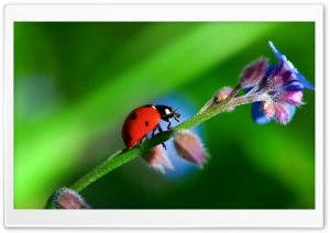 Heavy LadyBug Ultra HD Wallpaper for 4K UHD Widescreen desktop, tablet & smartphone
