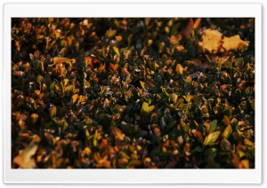 Hedge Ultra HD Wallpaper for 4K UHD Widescreen desktop, tablet & smartphone