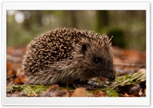 Hedgehog In The Forest Ultra HD Wallpaper for 4K UHD Widescreen desktop, tablet & smartphone