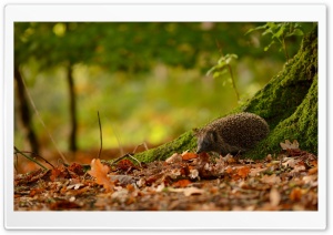 Hedgehog Under Tree Ultra HD Wallpaper for 4K UHD Widescreen desktop, tablet & smartphone