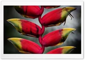 Heliconia Pendula Inflorescence Ultra HD Wallpaper for 4K UHD Widescreen desktop, tablet & smartphone