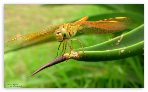 helicopter insect UltraHD Wallpaper for HD 16:9 ; Widescreen 5:3 ;