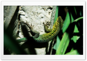 Hello Lizard Ultra HD Wallpaper for 4K UHD Widescreen desktop, tablet & smartphone
