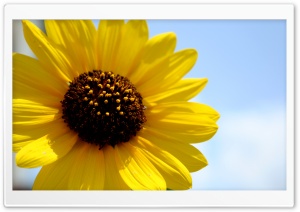 Hello, Sunshine Ultra HD Wallpaper for 4K UHD Widescreen desktop, tablet & smartphone