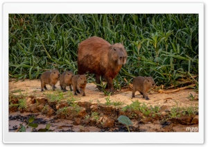 Herd, Capybara, Family, Cubs, Babies, Pups, Mother, Rodent, Wildlife 4K UHD Wallpaper for Widescreen and UltraWide Desktop, UltraHD TV, Smartphone, Tablet