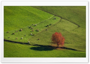 Herd of Cows on an Alpine Pasture 4K UHD Wallpaper for Widescreen and UltraWide Desktop, UltraHD TV, Smartphone, Tablet