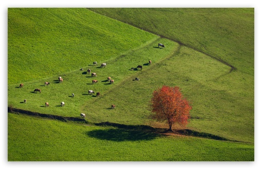 Herd of Cows on an Alpine Pasture UltraHD Wallpaper for UHD 16:9 ; HD 16:9 ; UltraWide 21:9 24:10 ; Widescreen 16:10 ; Fullscreen 3:2 ; Tablet 1:1 ; Mobile 9:16 9:19.5 9:20 9:21 9:22 ;